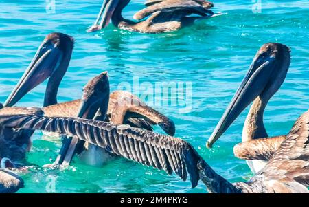 Pelikane und Möwen kämpfen um Nahrung in Zicatela Puerto Escondido Oaxaca Mexiko. Stockfoto