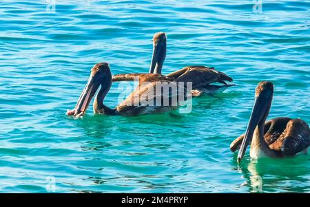 Pelikanvögel fangen und fressen Fische in Zicatela Puerto Escondido Oaxaca Mexiko. Stockfoto