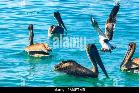 Pelikane und Möwen kämpfen um Nahrung in Zicatela Puerto Escondido Oaxaca Mexiko. Stockfoto