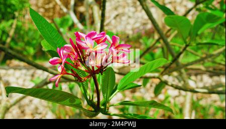 Ast mit rosa Plumeria-Blumen in Frühlingsblüte. Garten-Design-Park-Naturhintergrund. Frangipani-Blutssom-Nahaufnahme. Stockfoto