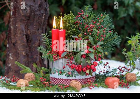 weihnachtsdekoration mit roten Kerzen, Kaultheria procumbens und Nadelholz in Keksbox Stockfoto