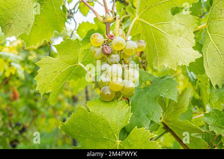 TPY Auxerrois aus dem Weinberg Domaine Ruppert auf dem Stromberg über dem Moseltal und dem Dorf Schengen, Luxemburg Stockfoto