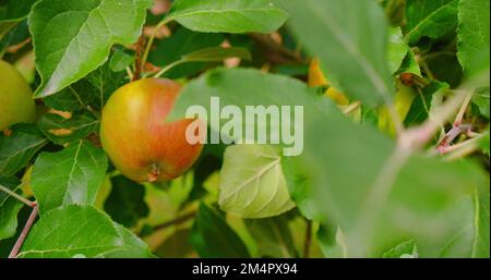 Reife rosige Äpfel auf einem Zweig inmitten des leuchtend grünen Laubs. Herbsternte. Gartenarbeit. Schließen. Niemand. Naturprodukte. Ohne Pestizide. Wie Dumm Stockfoto