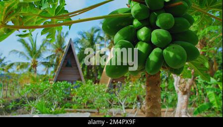 Nahaufnahme vieler grüner Papayas auf Obstbäumen, nicht zum Essen geeignet, kann aber verwendet werden, um Papayasalat herzustellen, traditionelle Speisen aus Thailand, Indonesien. Stockfoto