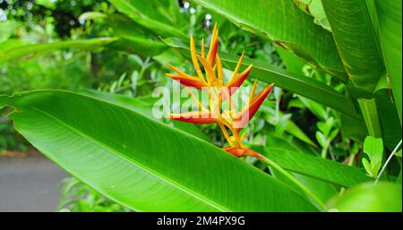 Extravagante natürliche Helikonieblüte bipolare Blütenblüte. Exotischer grüner, tropischer balinesischer Regenwald, botanische Atmosphäre. Leuchtende orange-gelbe Flora Stockfoto