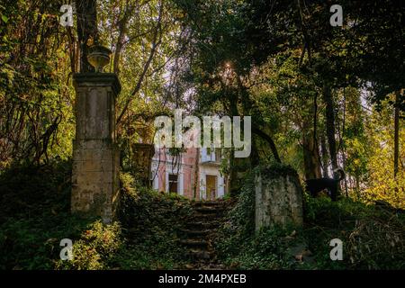 Alte überwucherte Treppen im verlassenen Park. Stockfoto
