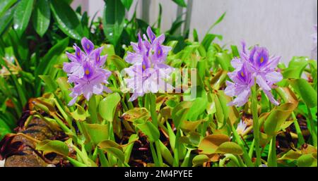 Pontederia crassipes, bekannt als gewöhnliche Wasserhyazinthen. Lila Blumen auf der Wiese. Wunderschöne blühende Pflanze im Wasserteich. Nahaufnahme. Stockfoto