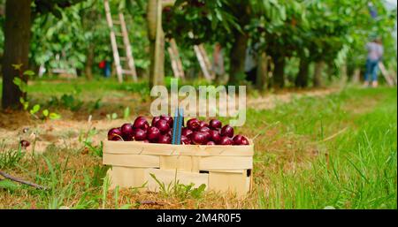 Reife süße rote Gartenbeeren in einem Korb aus weißem Korb, nach der Ernte auf dem grünen Rasen, Obstgarten. Nahaufnahme. Ernte. Leute pflücken süße Kirschen Stockfoto