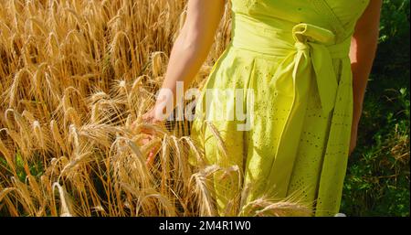 Erntezeit. Schönheit in der Natur. Goldene Ernte. Ein Mädchen auf dem Weizenfeld und ihre Hand berührt sanft die Ohren in den Sonnenstrahlen des Untergangs. Wunderschön Stockfoto