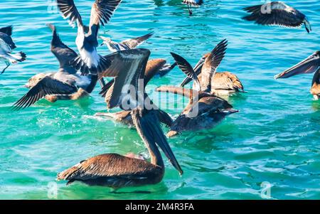 Pelikane und Möwen kämpfen um Nahrung in Zicatela Puerto Escondido Oaxaca Mexiko. Stockfoto