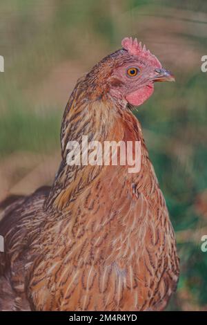 Ein selektiver Fokusschuss von einem Huhn in Burghausen in der Nähe der Grenze zu Österreich Stockfoto