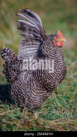 Ein selektiver Fokus auf ein Plymouth Rock Chicken in Burghausen nahe der Grenze zu Österreich Stockfoto