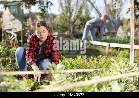 Positive junge Frau, die während der Arbeit im Garten tagsüber im April Gemüsebett mit Zerkleinerer jätet Stockfoto