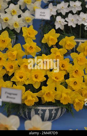 Ein Blumenstrauß aus gelben Trompeten Narzissen (Narzissen) Goldmedaille auf einer Ausstellung im Mai Stockfoto