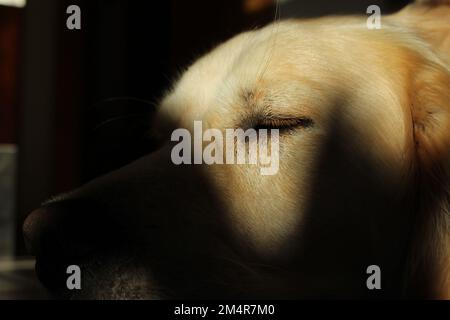 Cooles Porträt eines goldenen Retriever-Hundes, der mit einem im Schatten gegossenen Gesicht ruht und ein geschlossenes Auge mit Licht beleuchtet Stockfoto