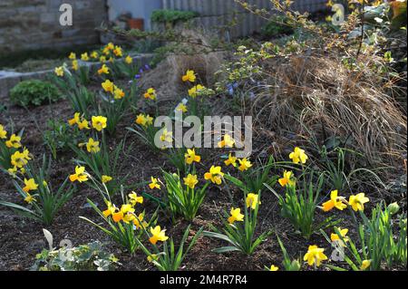 Gelbe Cyclamineus Narzissen (Narzissen) Jetfire blühen im April in einem Garten Stockfoto