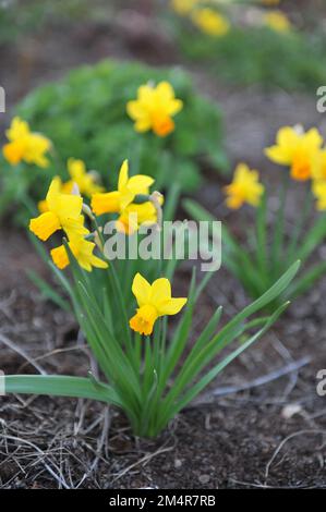 Gelbe Cyclamineus Narzissen (Narzissen) Jetfire blühen im April in einem Garten Stockfoto