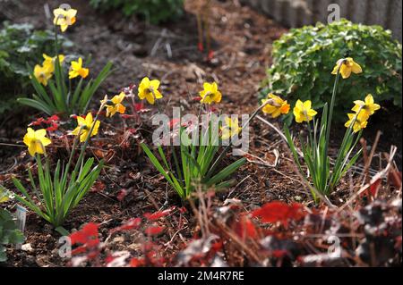 Gelbe Cyclamineus Narzissen (Narzissen) Jetfire blühen im April in einem Garten Stockfoto