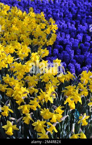 Gelbe Trompete Narzissen (Narzissen) Marieke blühen im April in einem Garten Stockfoto