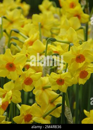 Orange und gelbe Tazetta Narzissen (Narcissus) Martinette blühen im März in einem Garten Stockfoto