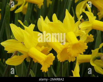 Gelbe Cyclamineus Narzissen (Narzissen) Peeping Tom blühen im März in einem Garten Stockfoto