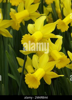 Gelbe Cyclamineus Narzissen (Narzissen) Peeping Tom blühen im März in einem Garten Stockfoto