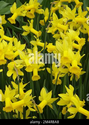 Gelbe Cyclamineus Narzissen (Narzissen) Peeping Tom blühen im März in einem Garten Stockfoto