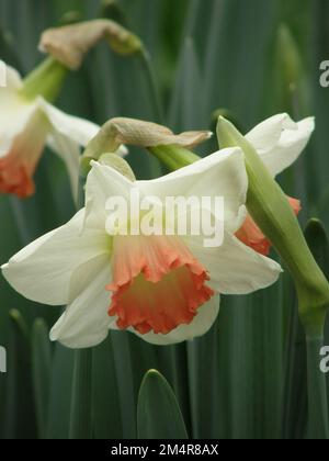 Weiße und rosa Narzissen (Narzissen) im März blühen in einem Garten rosa Charm Stockfoto