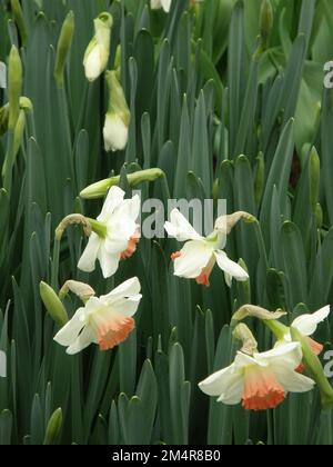 Weiße und rosa Narzissen (Narzissen) im März blühen in einem Garten rosa Charm Stockfoto