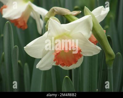 Weiße und rosa Narzissen (Narzissen) im März blühen in einem Garten rosa Charm Stockfoto