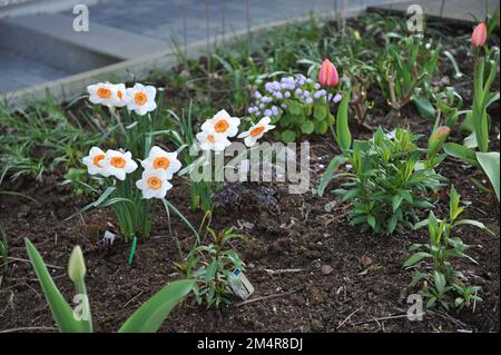 Weiß-orange Narzissen (Narzissen) Professor Einstein blühen im April in einem Garten Stockfoto