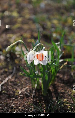 Weiß-orange Narzissen (Narzissen) Professor Einstein blühen im April in einem Garten Stockfoto