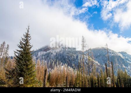 Fantasy Waldlandschaft der Tatra im Tatra-Reservat in Polen (die Straße zum Morskie Oko See) guter Ausflug vom Winterresort Zakopan Stockfoto