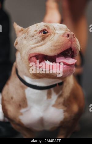 Das vertikale Porträt eines amerikanischen Pit Bull Terrier, der zur Seite blickt Stockfoto
