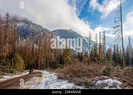 Fantastische Waldlandschaft der Tatra im Tatra-Reservat in Polen (die Straße zum Morskie Oko See) guter Ausflug vom Winterresort Zakop Stockfoto