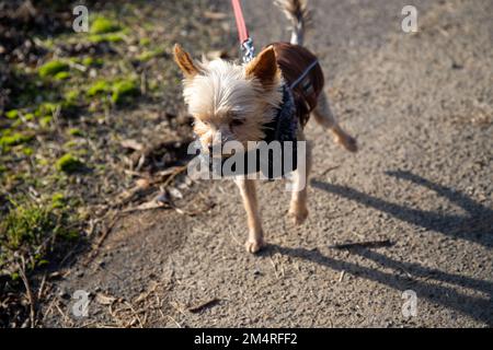 Ein kleiner Hund mit brauner Jacke geht an der roten Leine spazieren. Stockfoto