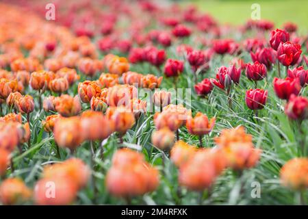 Wunderschöne, preisgekrönte Tulpen der Roten Prinzessin und der Orangen Prinzessin im Garten. Selektiver Fokus. Stockfoto