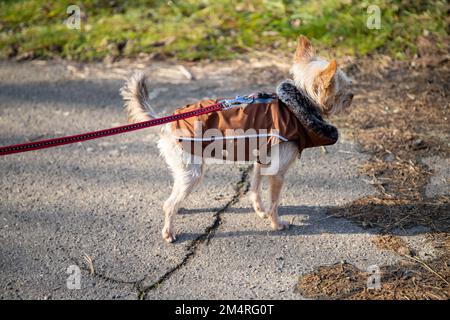 Ein kleiner Hund mit brauner Jacke geht an der roten Leine spazieren. Stockfoto