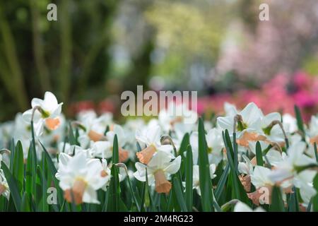 Blühende weiße Narzissen (auch bekannt als Jonquils und Narzisse) in einem niederländischen Park. Nahaufnahme, selektiver Fokus. Frühjahrskonzept. Stockfoto