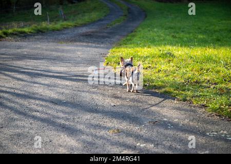 Ein kleiner Hund mit brauner Jacke geht an der roten Leine spazieren. Stockfoto