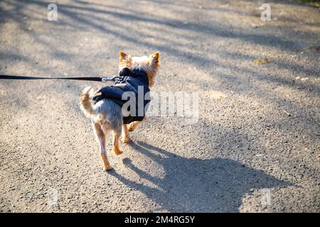 Ein kleiner Hund mit blauer Jacke geht an der schwarzen Leine spazieren. Stockfoto