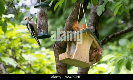 Rotes Eichhörnchen im Vogelfutterhaus. Toller gefleckter Specht an der Vogelzubringerstation mit Unschärfe-Effekt vor unscharfem natürlichen Hintergrund Stockfoto