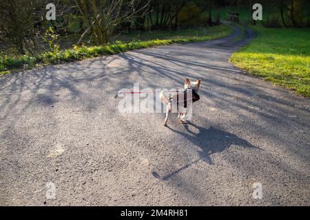 Ein kleiner Hund mit brauner Jacke geht an der roten Leine spazieren. Stockfoto