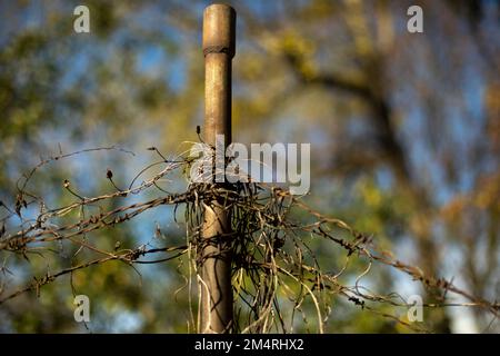 Alter Zaun. Rostiges Stahlgeflecht. Zaun im Garten. Details über die Landschaft. Stockfoto