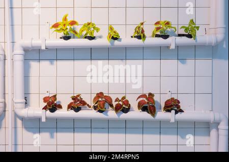 Viele Coleus-Pflanzen im Kamin. Interessante Pflanzmaschine. Stockfoto