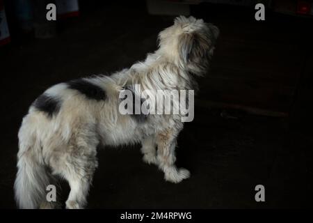 Hund mit weißem Mantel. Der Hund steht auf schwarzem Hintergrund. Das Tier wartet auf Nahrung. Gefleckte Färbung des Tierkittels. Stockfoto