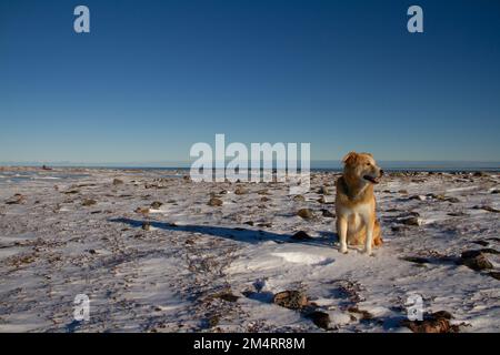 Ein gelber Labrador-Hund, der auf Schnee in einer kalten arktischen Landschaft mit klarem blauen Himmel in der Nähe von Arviat, Nunavut Kanada sitzt Stockfoto