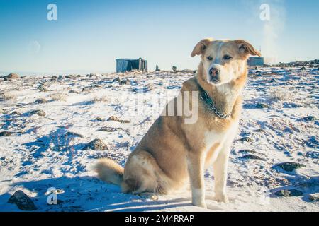 Nahaufnahme eines gelben Labrador-Hundes mit einer verschneiten arktischen Landschaft im Hintergrund, nahe Arviat, Nunavut Kanada Stockfoto