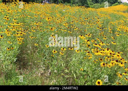 Schwarze Susans in Hülle und Fülle an einem Highway im Norden Georgias in den Blue Ridge Mountains Stockfoto