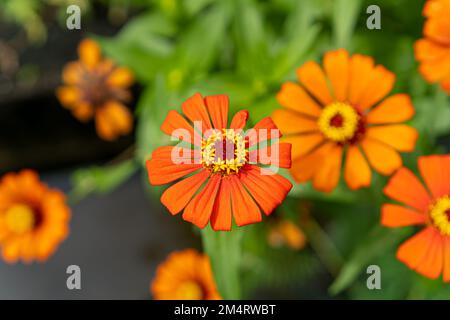 Kleine Orangenblumen, die morgens blühen Stockfoto